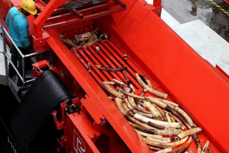 AVA crushes 7.9 tonnes of seized ivory worth $13m