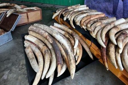 AVA crushes 7.9 tonnes of seized ivory worth $13m
