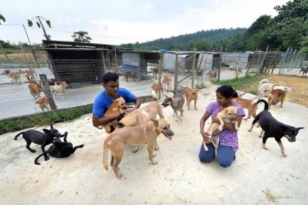 Singapore couple spend $8,000 a month to house strays in JB