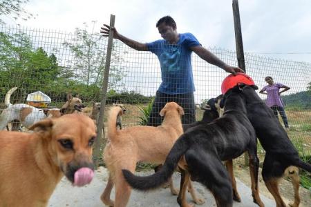 Singapore couple spend $8,000 a month to house strays in JB