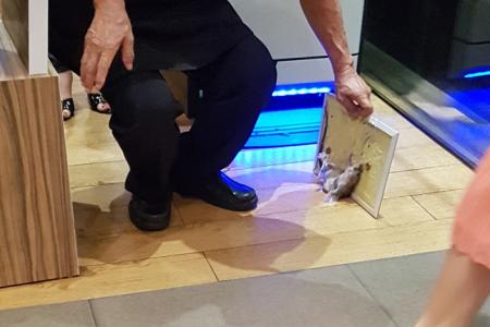 Glue-trapped rat falls from foodcourt ceiling