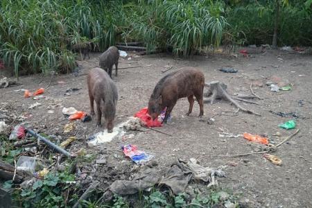 Visitors turn wild boar feeding area into food dump