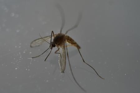 Zika: New war, old enemy