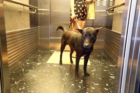 Resident Oei Ai Ling said it is unfair for the condo management council to ban her dogs Jerry (above) and Dogg from using the lift, just because they are too big to be carried. 