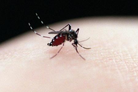 Dengue cases much lower than predicted