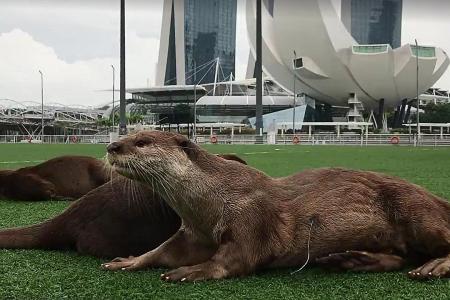 Injured otter spotted at Marina Bay