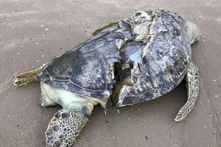 1m-long sea turtle found dead at Changi