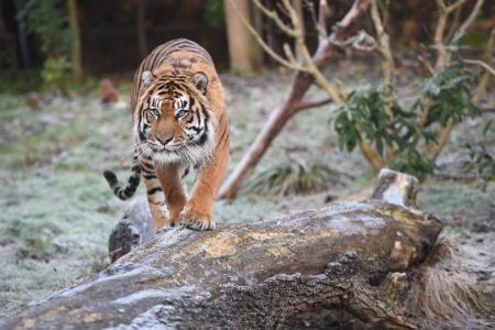 Sumatran tiger mauls man to death in Indonesia
