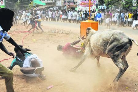 Two killed, 28 injured in bull-wrestling festival