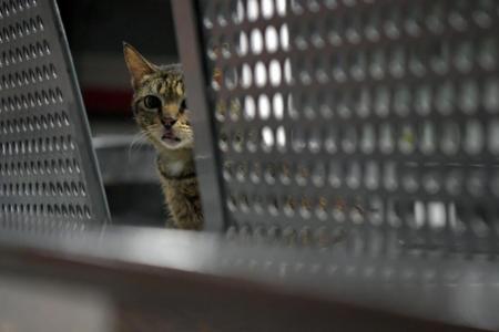 Views: Time has come to let cats into flats