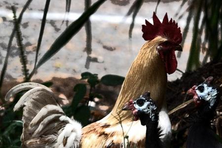 Your views: Chickens are part of kampung living
