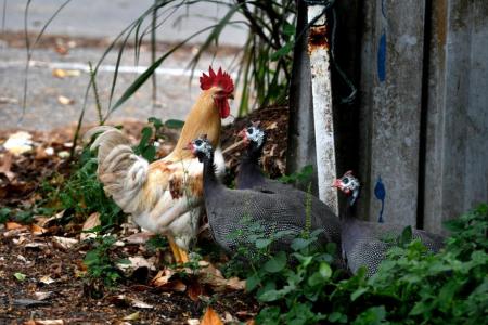 Chickens had to be culled due to health risks: Dr Koh