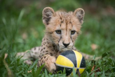 Baby cheetah among 600 animals born in wildlife parks