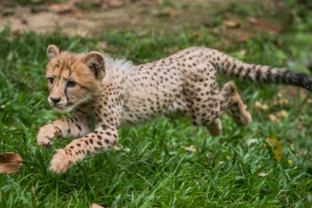 Baby cheetah among 600 animals born in wildlife parks