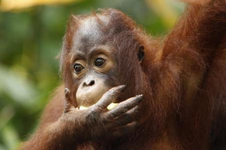 Indonesia palm oil workers kill, eat orang utan