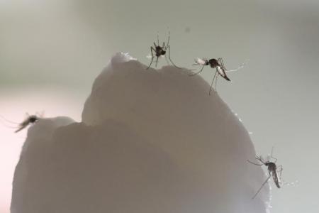 Wearable mosquito repellents may not work