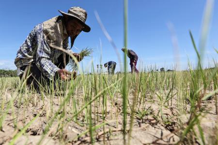 El Nino may return soon, hit Asian rice crops