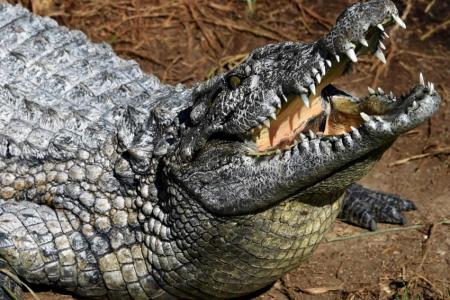 Youth punches crocodile to survive