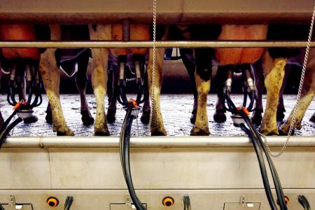 Chinese dairy's shares plunge 91%