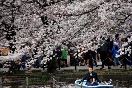 Sakura bloom comes after cold snap