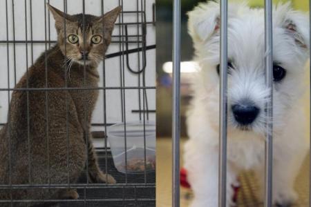 Taiwan bans eating dogs  and cats