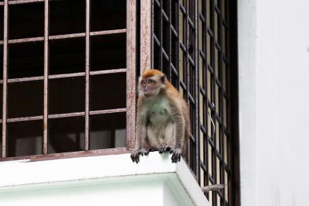 Segar Road&#039;s rogue monkey captured