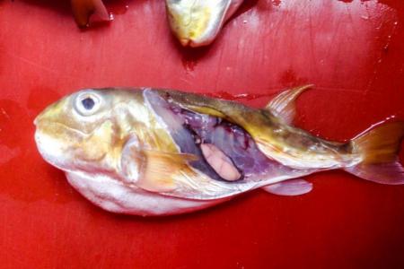 Fishmongers in Malaysia sell toxic pufferfish