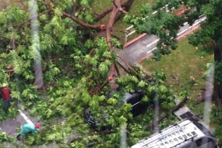 Tree lands on car in Tampines during heavy rain