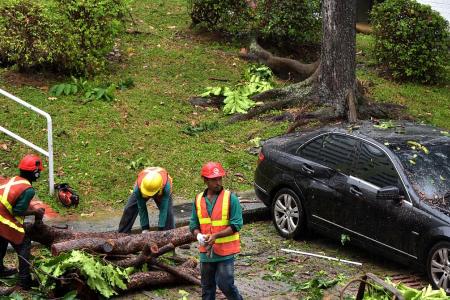 Driver unhurt after tree lands on car
