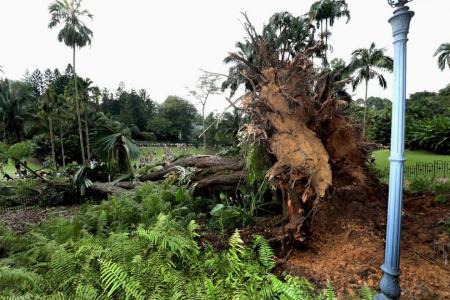 Fallen tree that killed woman at Botanic Gardens was decaying below ground level