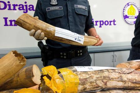 Mammoth seizure of wildlife at airport