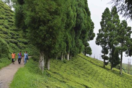 Darjeeling unrest threatens shortage of prized tea