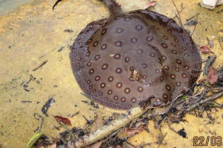 Man charged with releasing venomous stingrays into reservoir