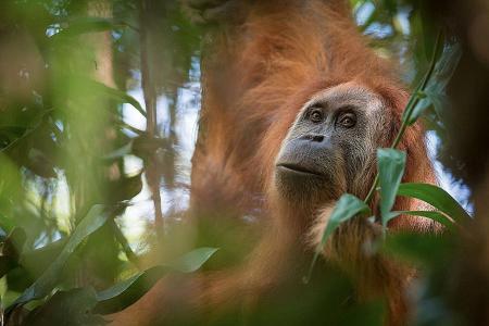 New orang utan species found in Indonesia