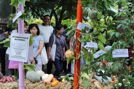 NParks' garden plots a big hit with Singaporeans