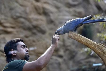 World's rarest blue macaws on show at Bird Park