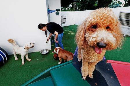 Dog owners can apply for multi-year licences from March