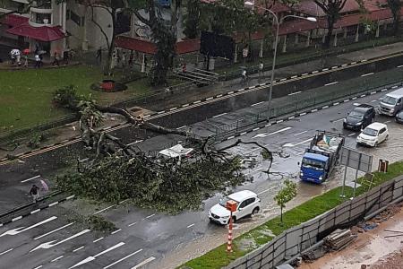 Two hurt as tree falls on lorry