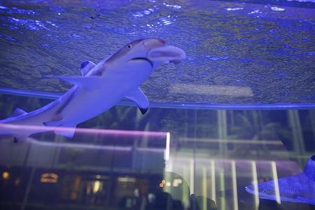 Concern over juvenile sharks turns into ugly argument