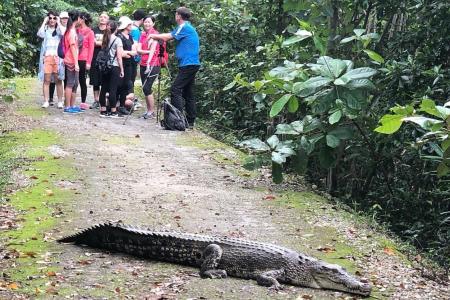 More protection for walkway at Sungei Buloh after crocodile sighting
