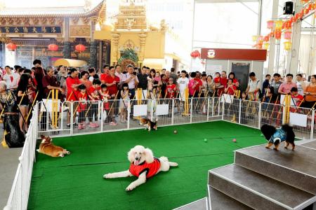 Dogs greet members of the public at Loyang Tua Pek Kong temple