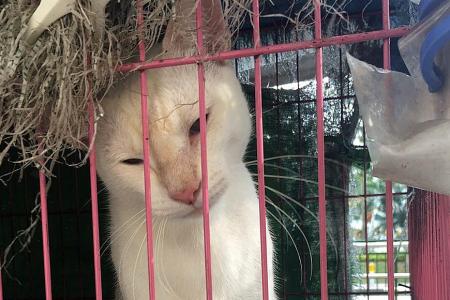 Nineteen cats live in cages outside Queenstown flat