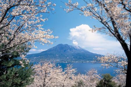 Top sakura spots across Japan