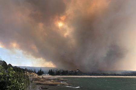 Australia bush fires destroy homes, kill cattle
