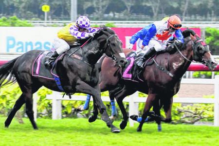 Raise No Doubt (No. 2) fending off Viviano (No. 1) to post a $323 upset in Race 9 at Kranji on Sunday