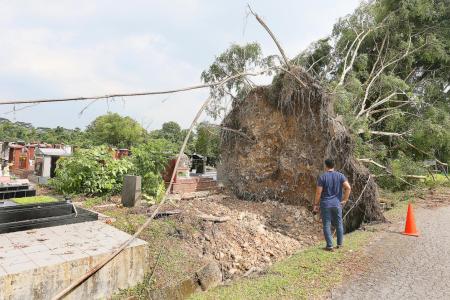 Fallen trees damage graves at Choa Chu Kang Cemetery