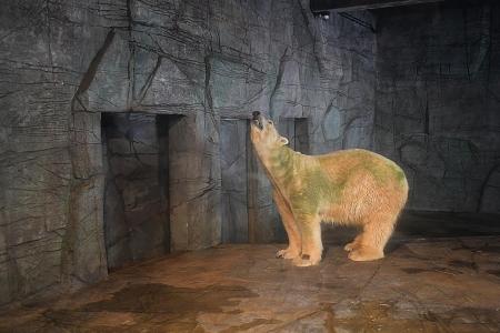 Singapore Zoo&#039;s polar bear Inuka is dying