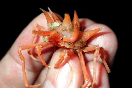 More than dozen new species of crustaceans discovered