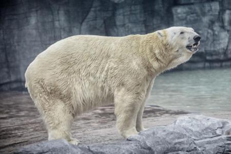 Polar bear Inuka put down at 27 on 'humane and welfare grounds'