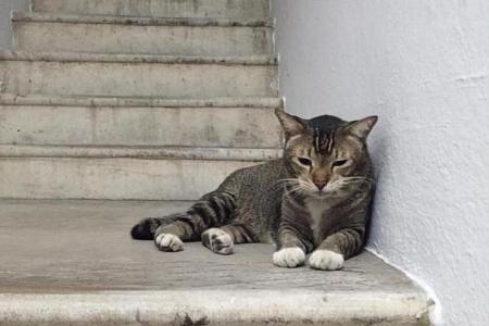 Tiong Bahru residents band together to help ailing stray cat 